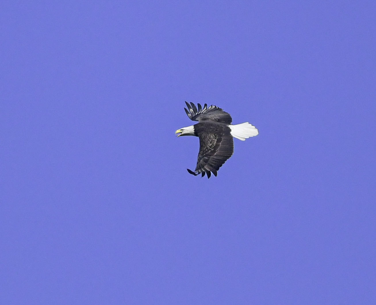 Bald Eagle