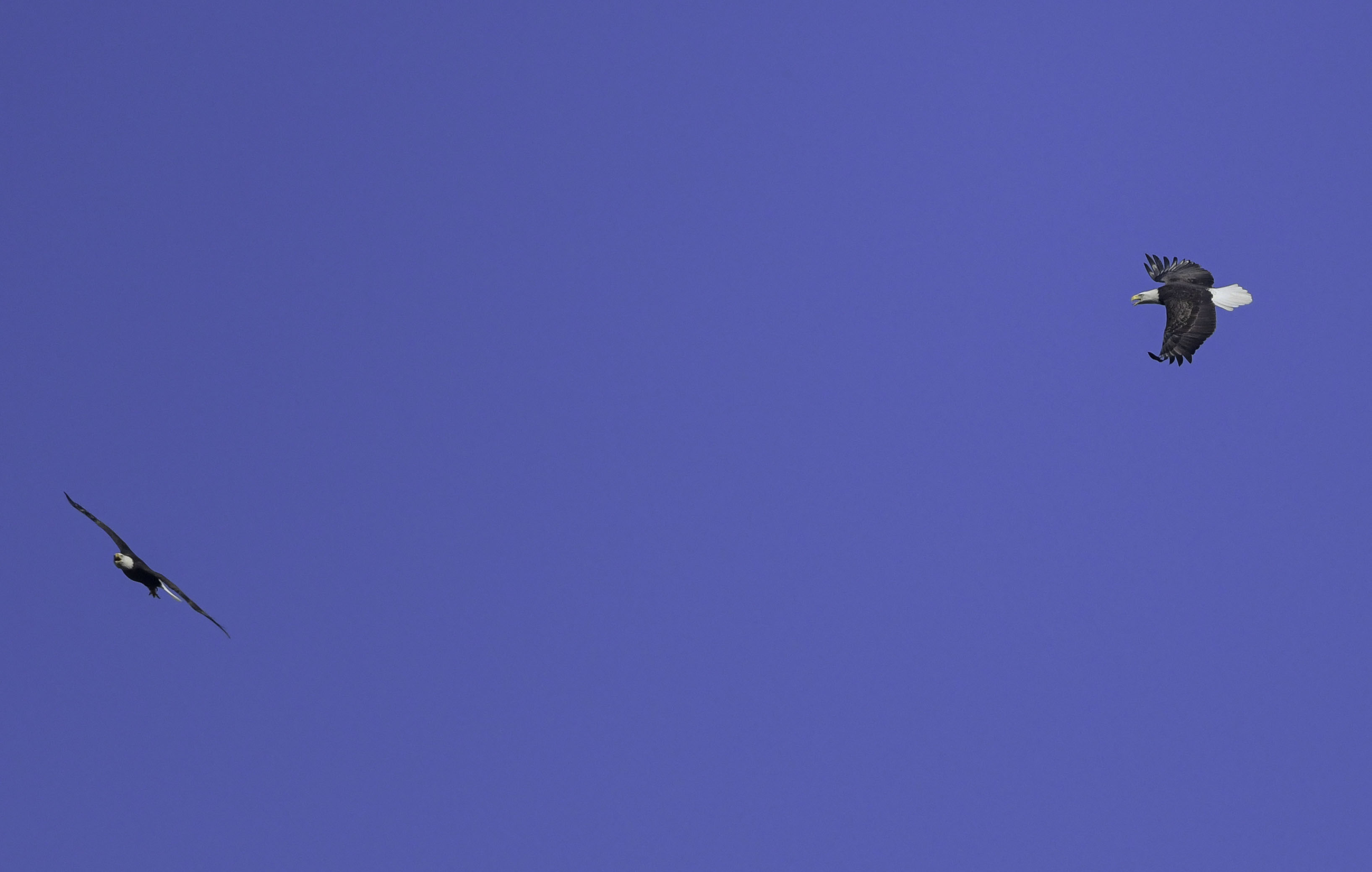 Bald Eagle