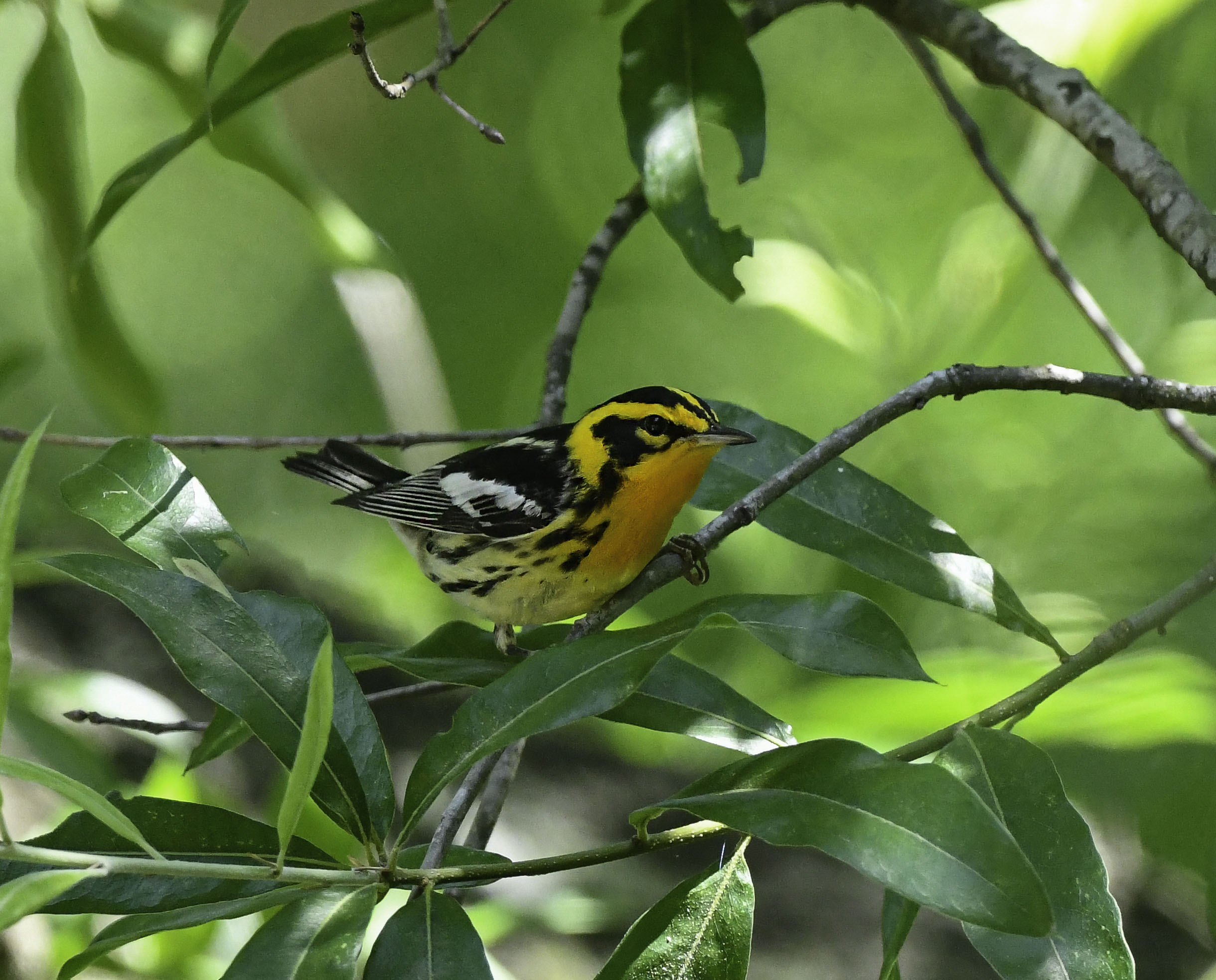 Blackburnian Warbler