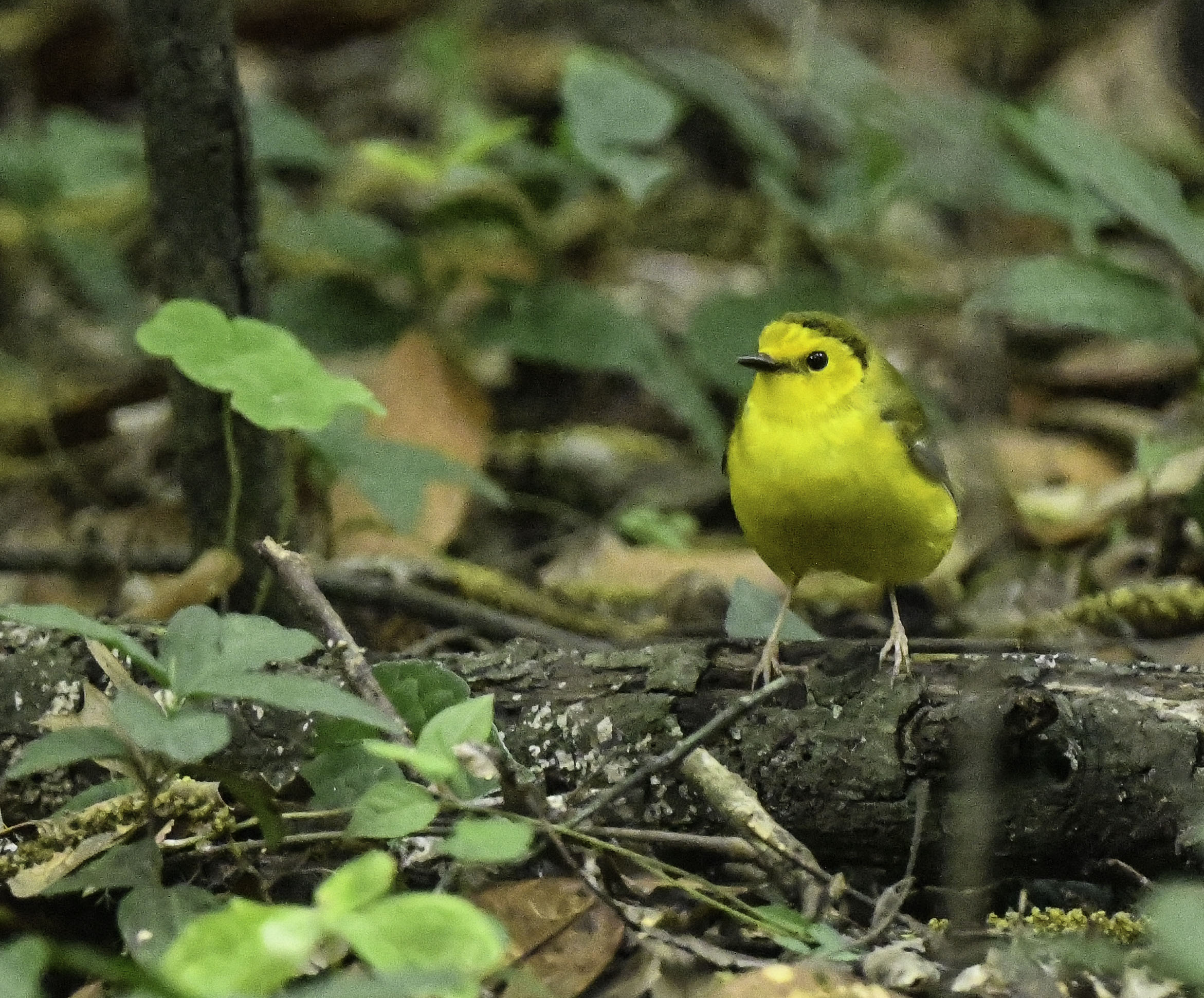 Hooded Warbler immature