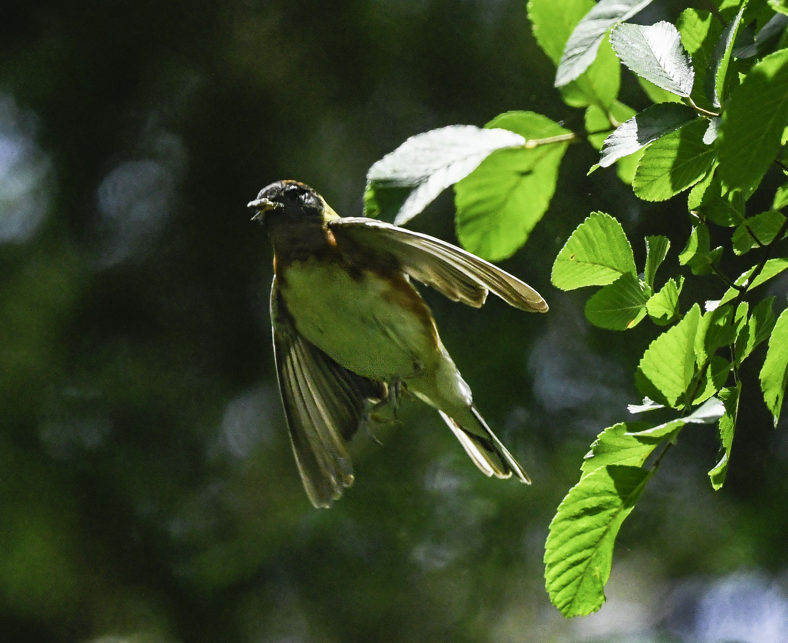 Bay-breasted Warbler