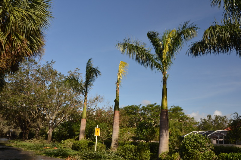 Hurricane Irma - 018.JPG