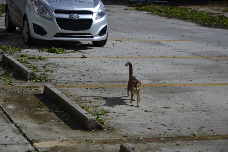 Hurricane Irma - 033.JPG