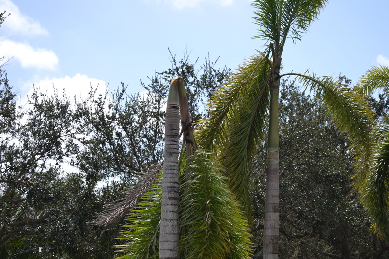 Hurricane Irma - 165.JPG