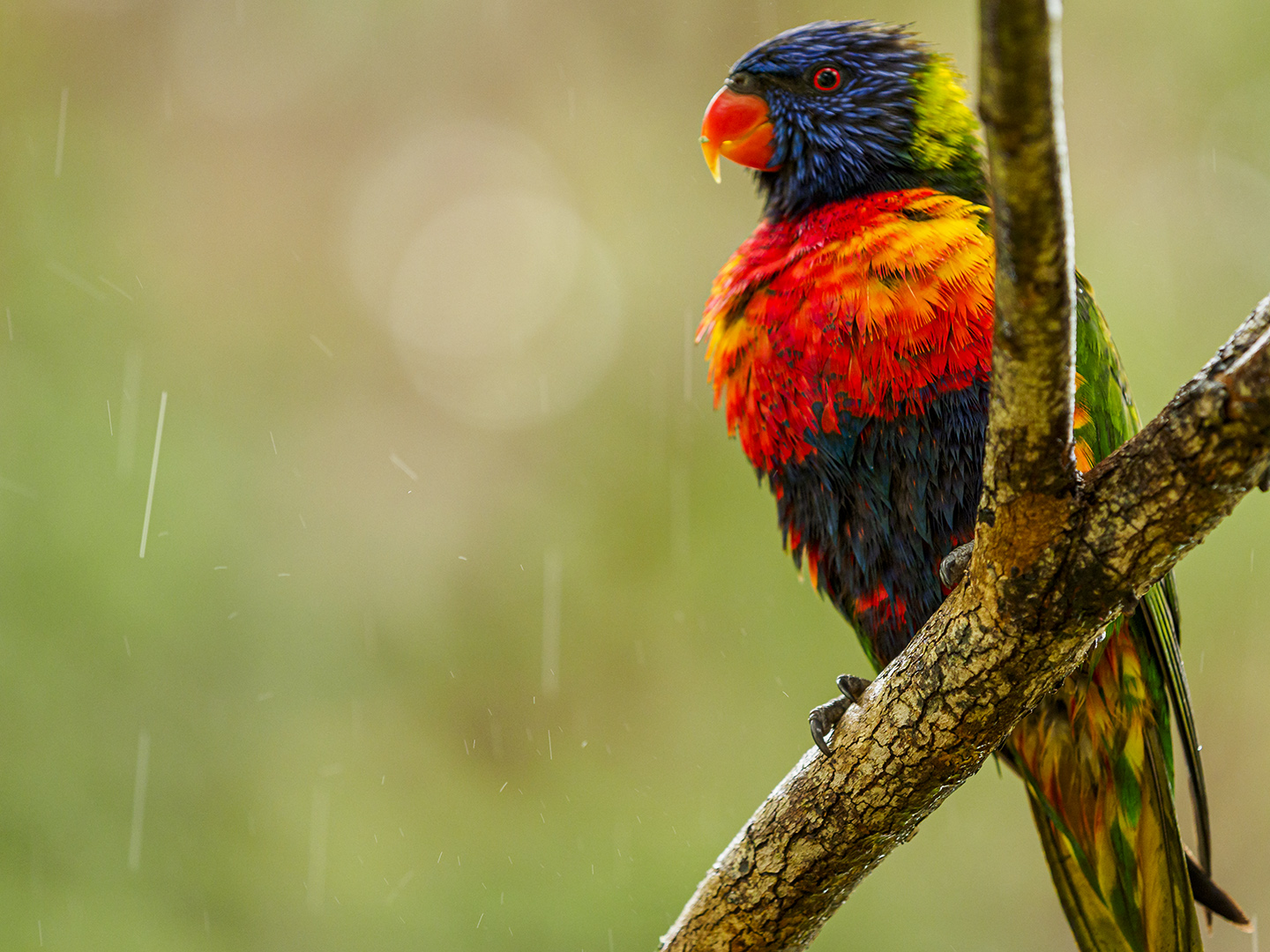 Wet Rainbow Lorikeet