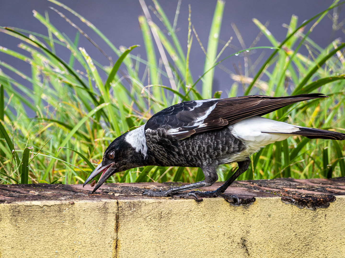 Hungry Magpie