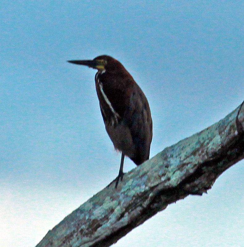 Green Heron