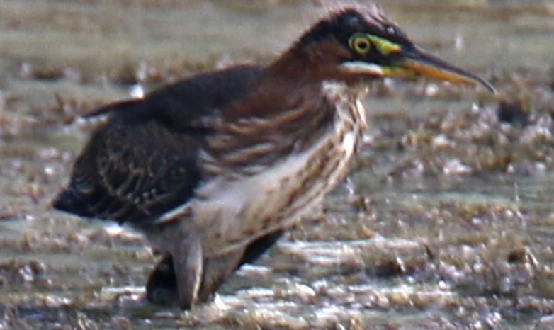 imature Green Heron