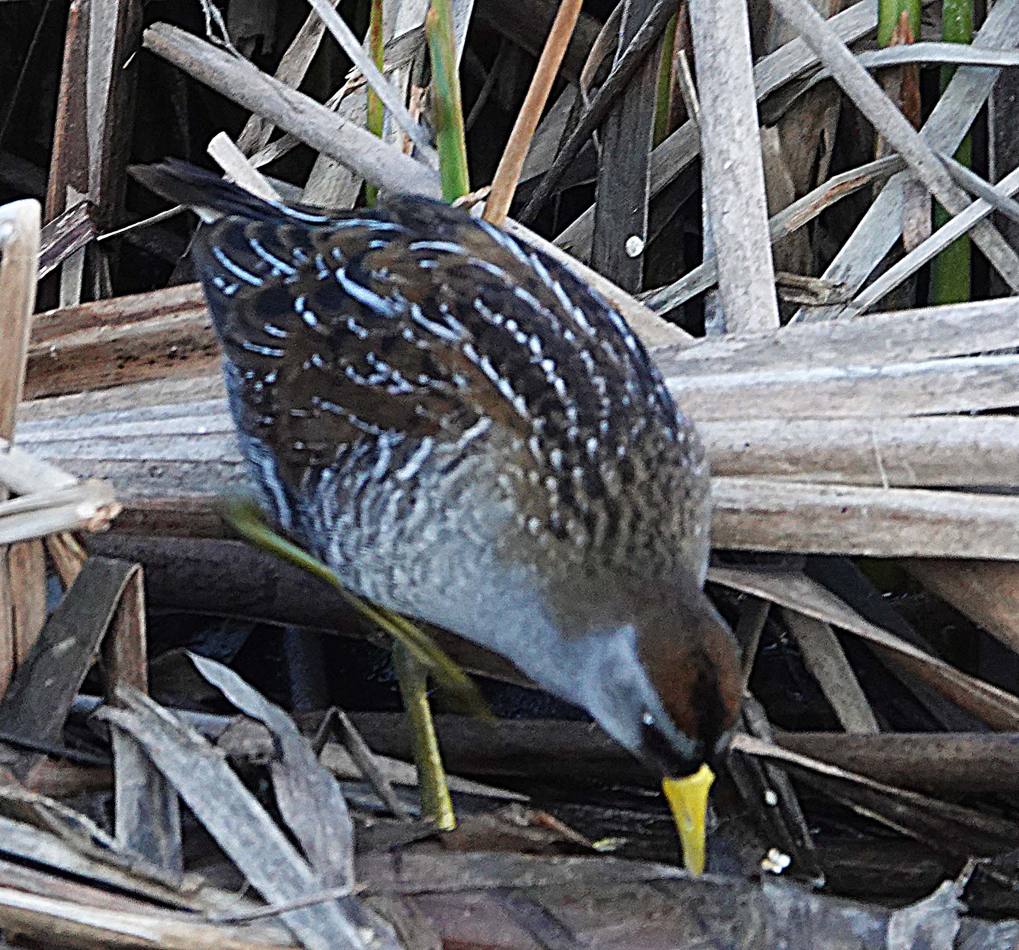 Sora foraging in Cranberry pond