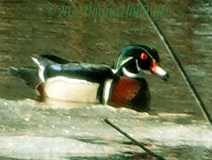 Impressions of a Male Woodduck