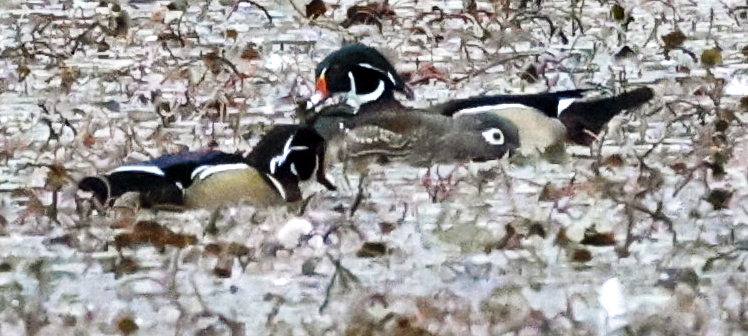Two Males with a female in between:  Wood Ducks