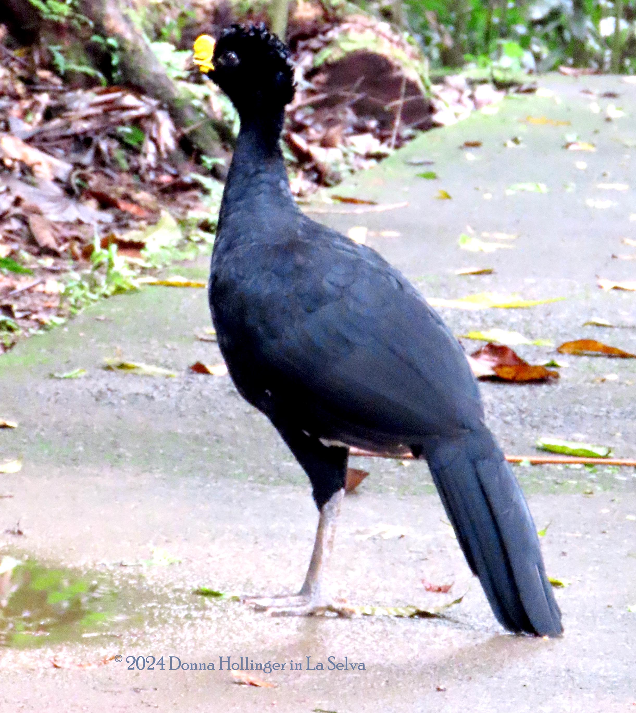 Great Curassow stopping for a sip at a Rain Puddle