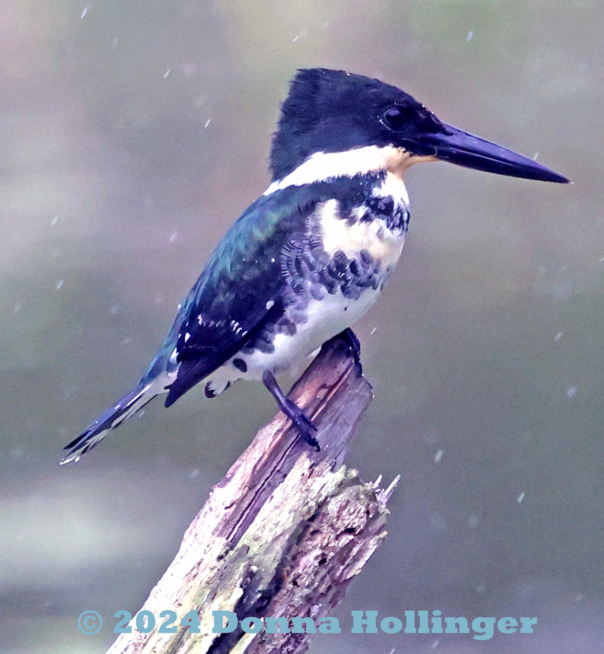 Amazonian Kingfisher