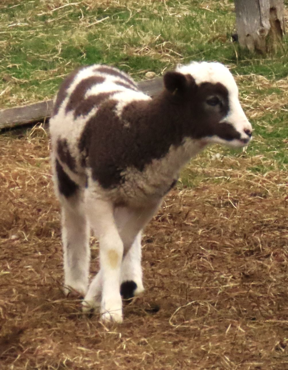 Baby Goats at Hogwash Farm Norwich VT