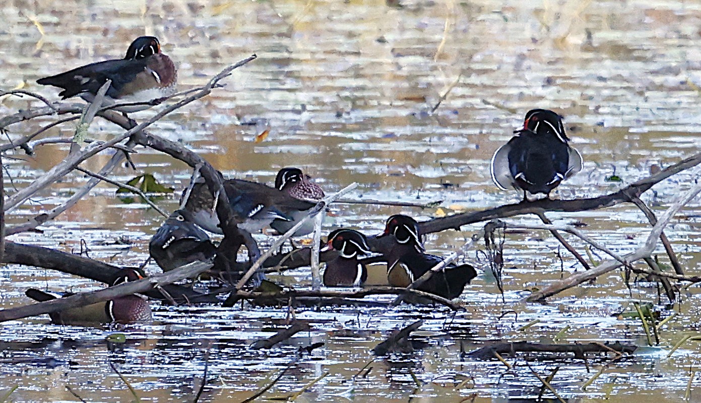 Eight Wood-Ducks