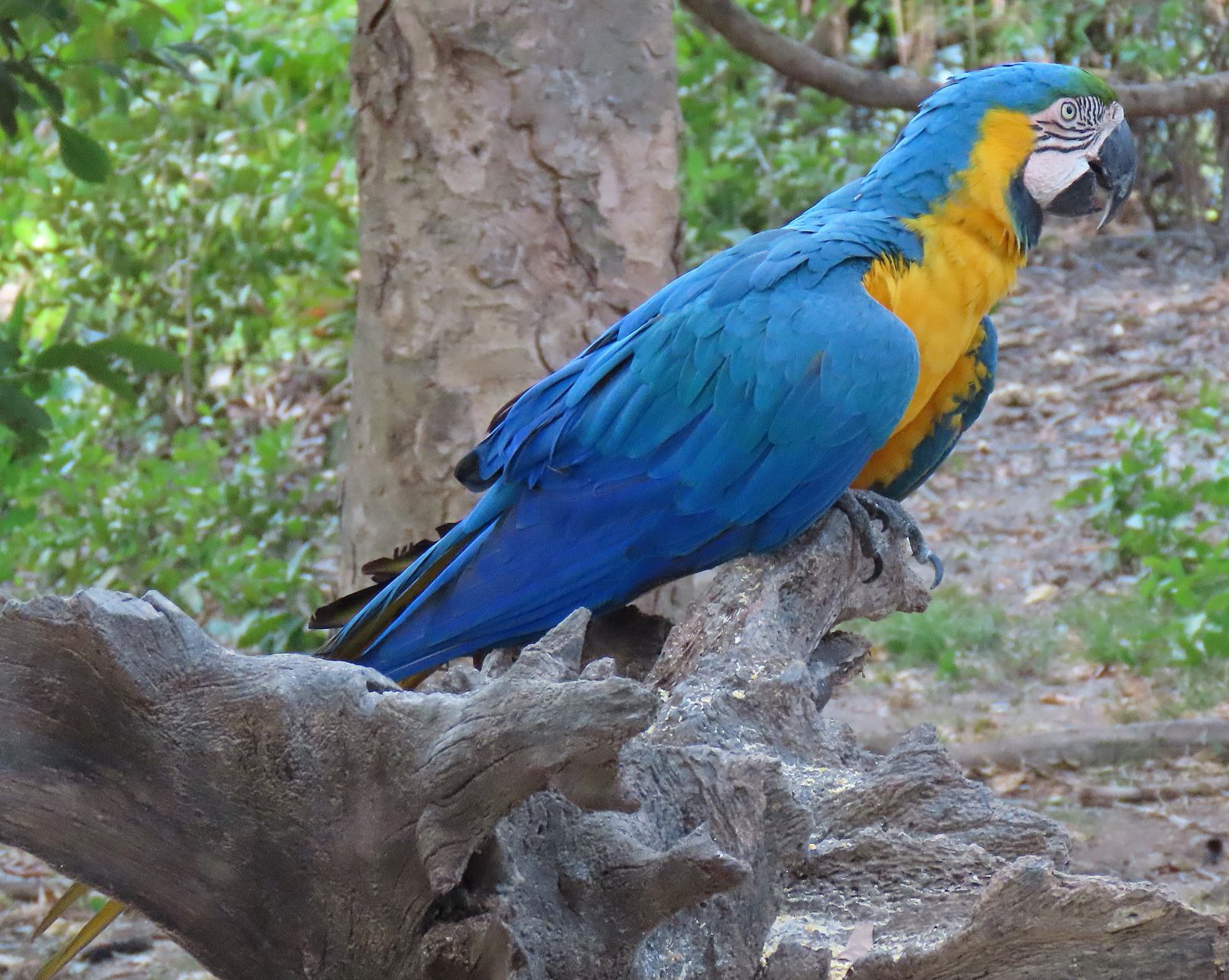 This Blue and Yellow Macaw raised and is fed by Humans