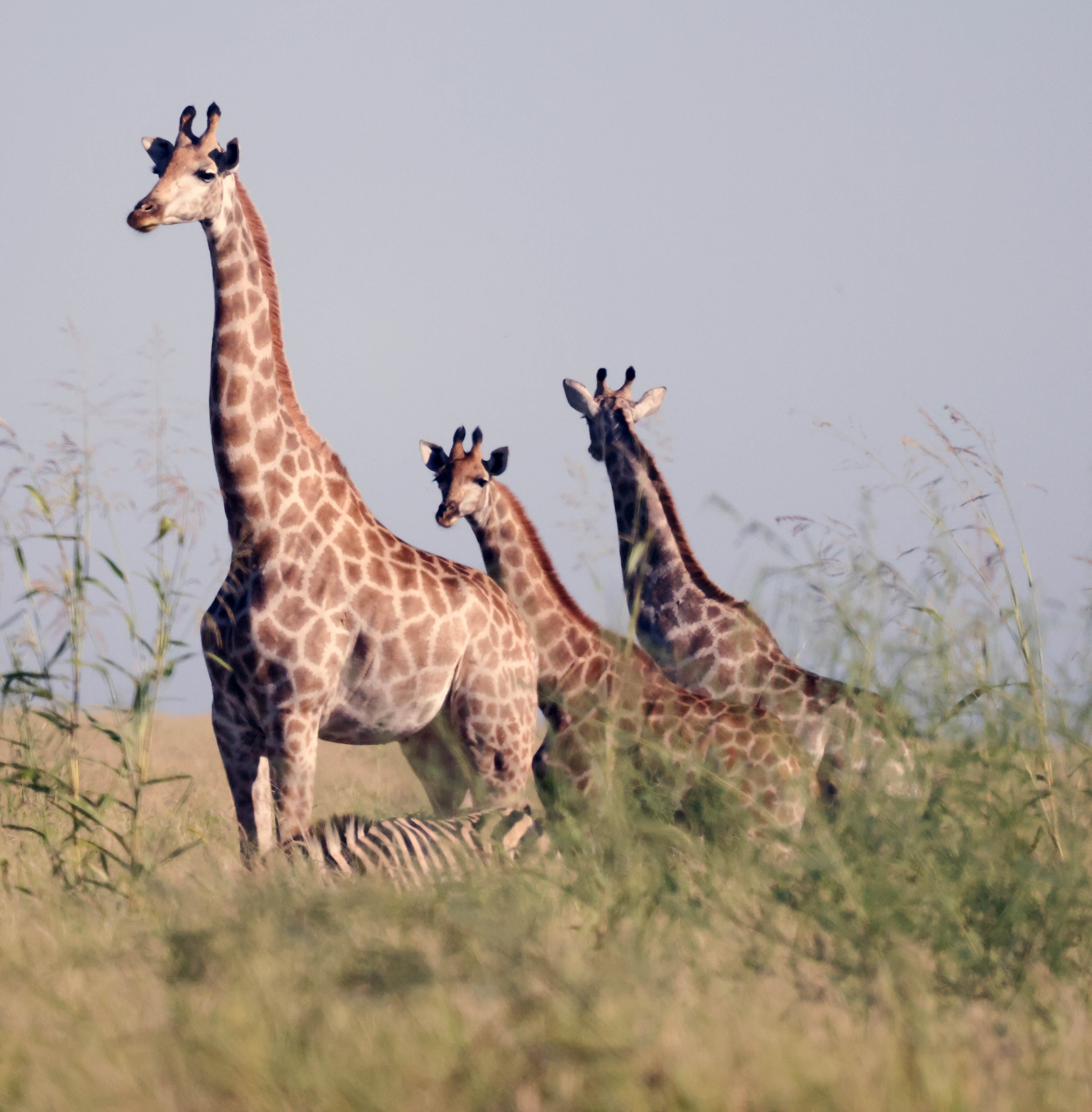 Giraffe Family with a Zebra (Scale)