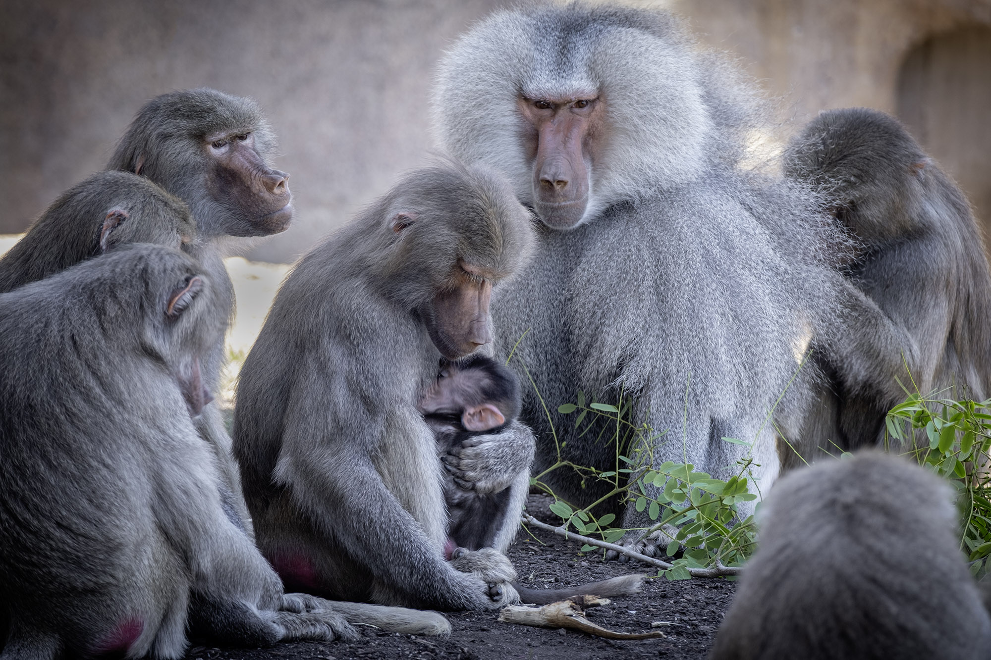 HamadrasBaboons_8598.jpg