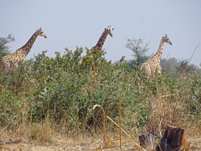 Niger has its own endemic subspecies of West African giraffes; we followed these on foot in hopes of photos.
