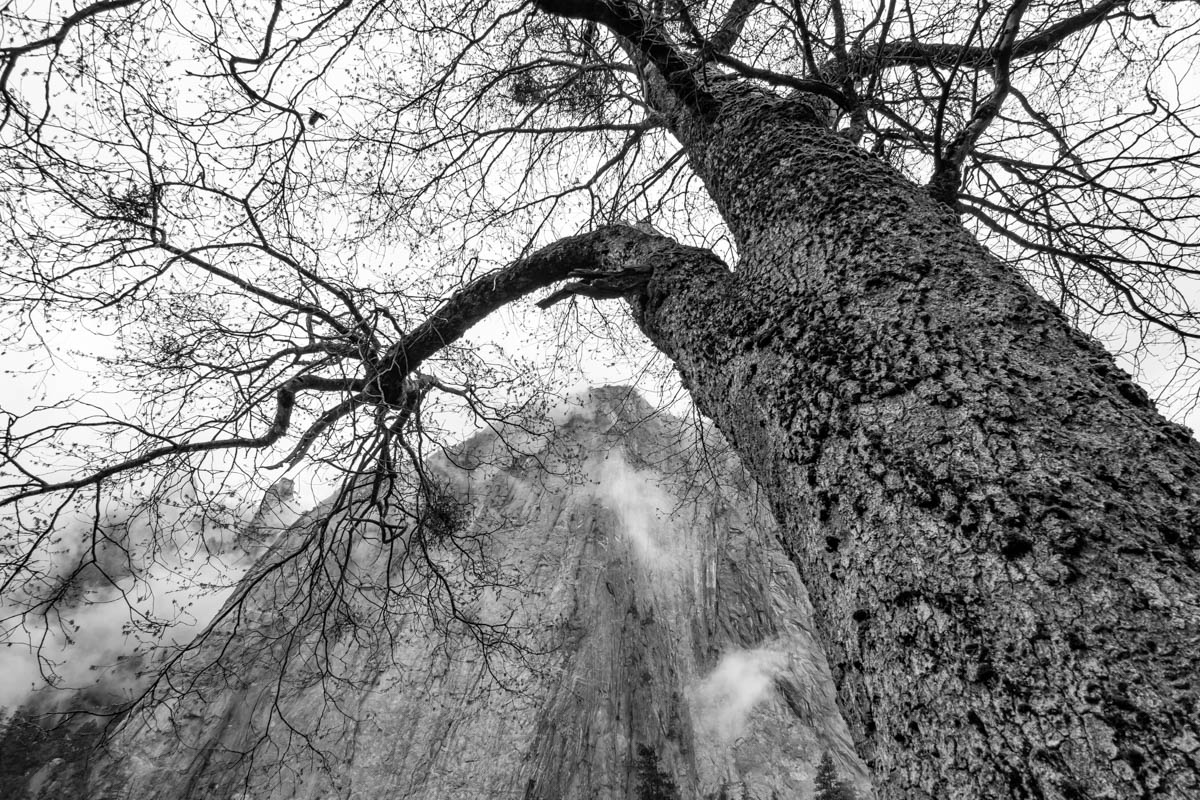 Monochrome View