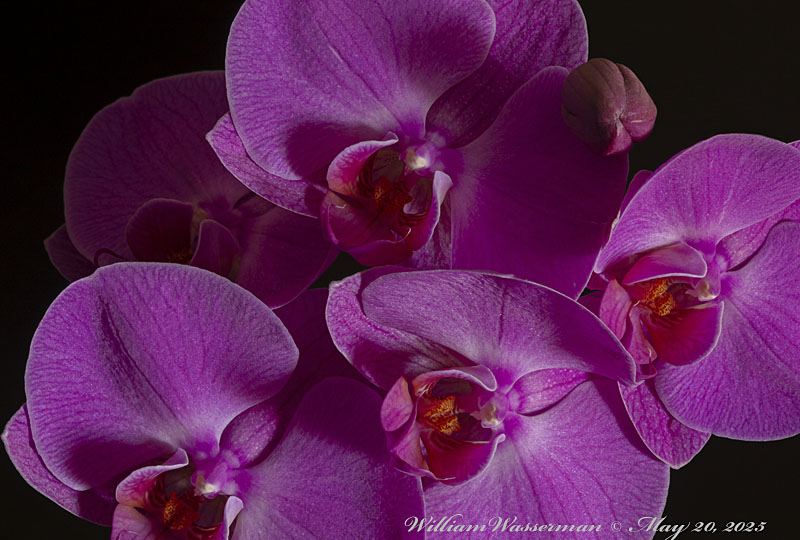 Phalaenopsis no ID