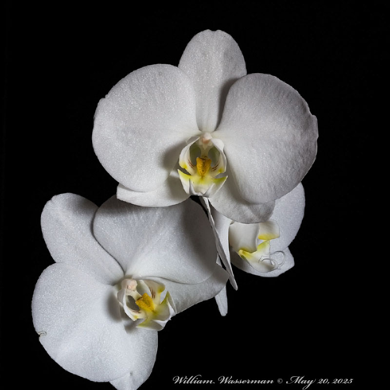 Phalaenopsis No ID