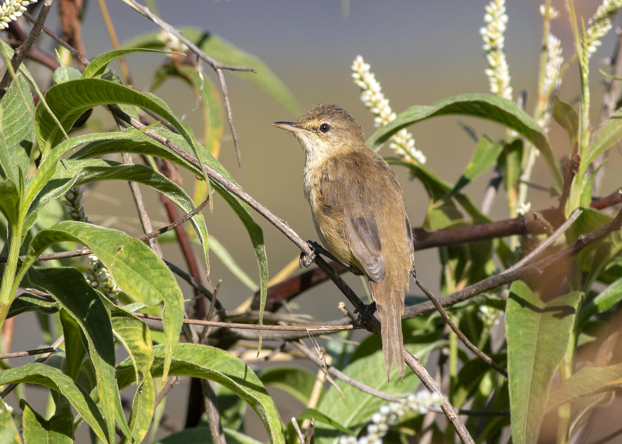 Australian Reed Warbler (Acrocephalus australis)