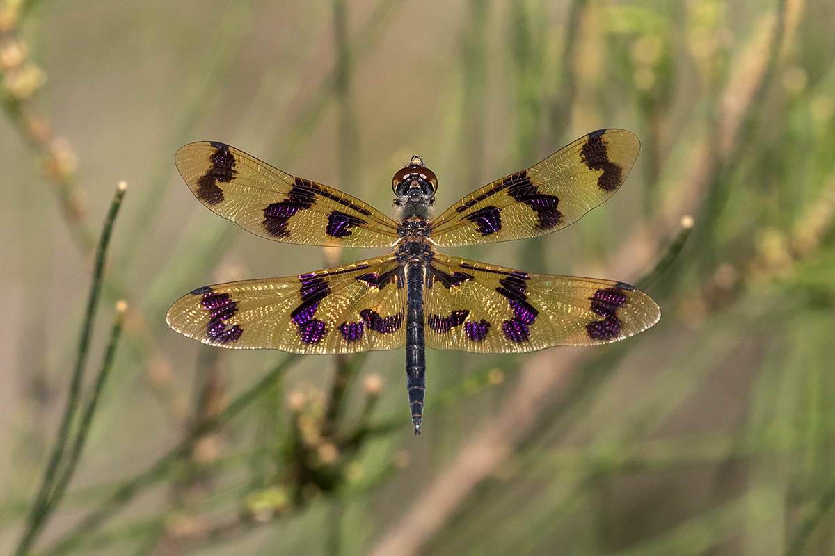 Graphic Flutterer (Rhyothemis graphiptera)