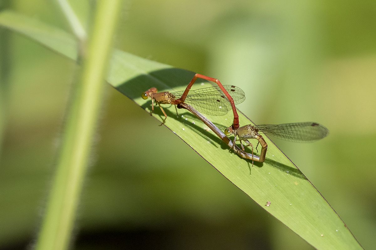 Redtail (Ceriagrion aeruginosum)