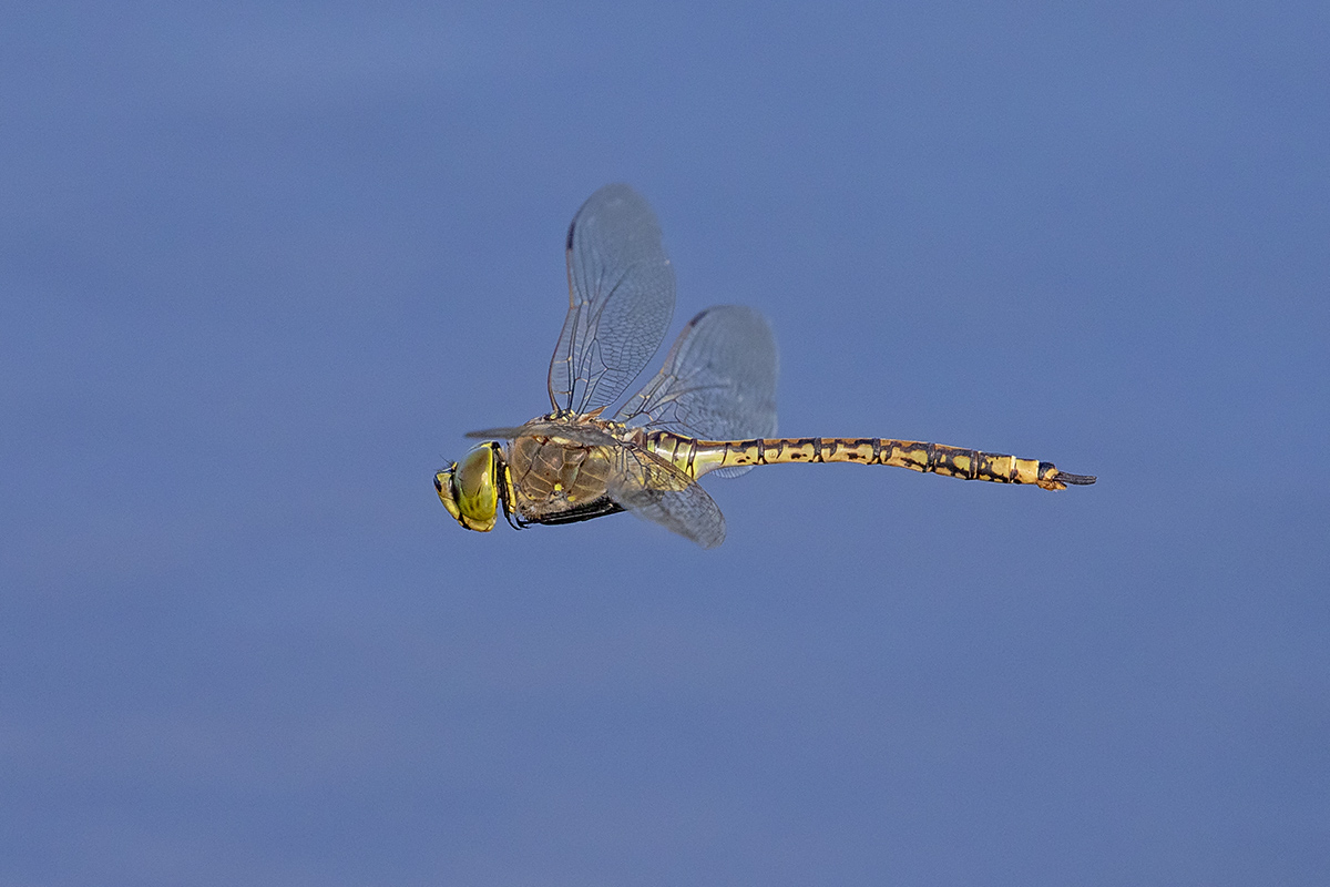 Australian Emperor (Hemianax papuensis)