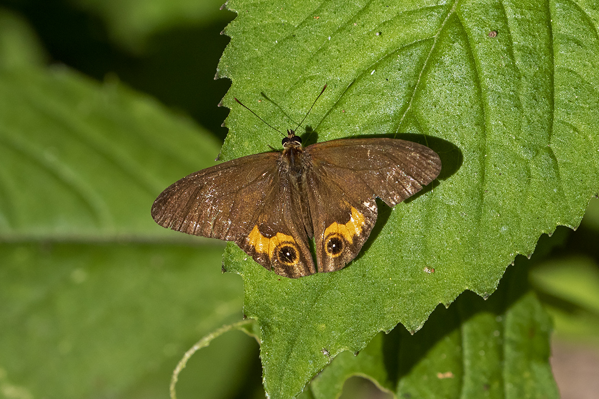 Brown Ringlet (Hypocysta metirius)