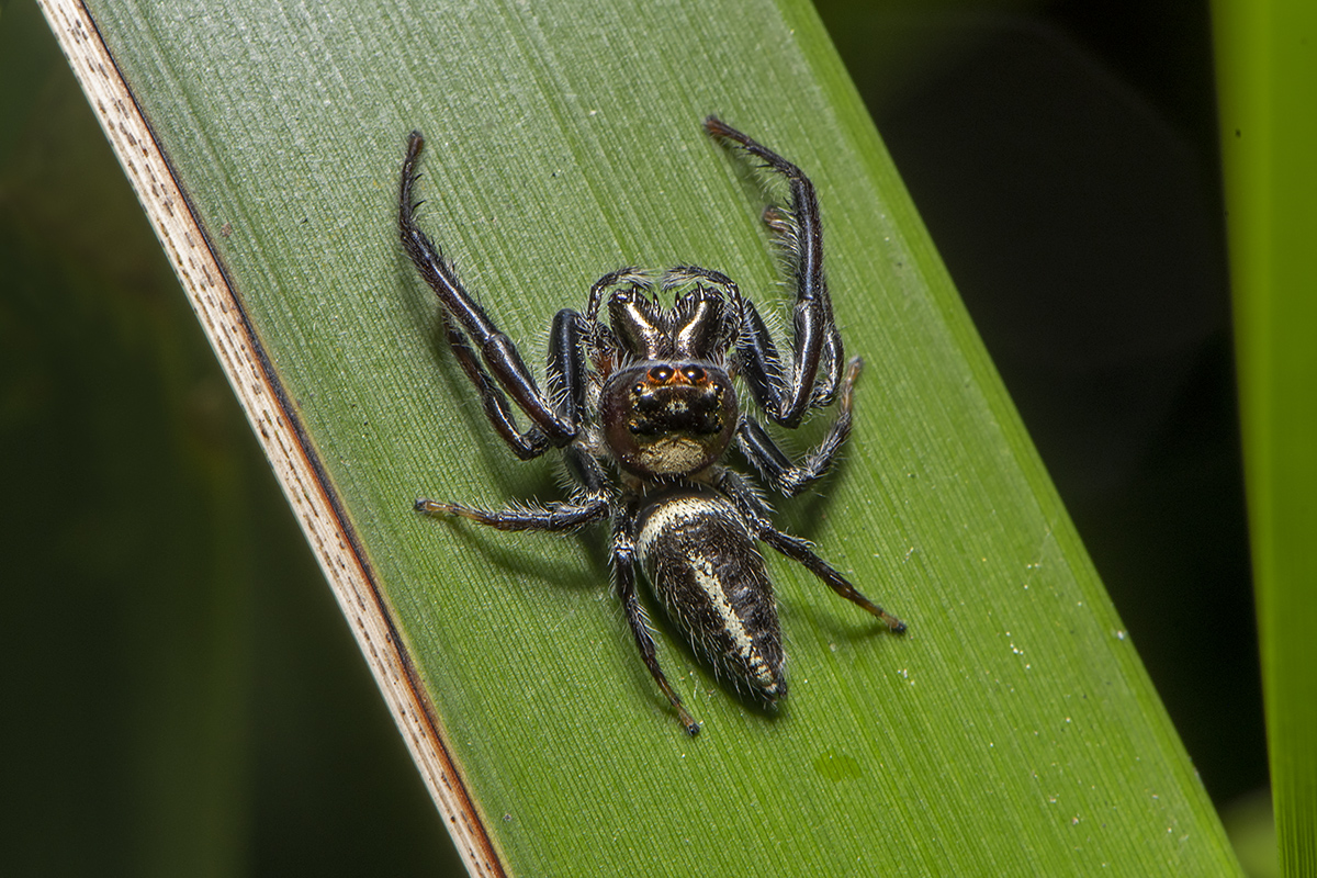 Garden Jumping Spider (Opisthoncus sp.)