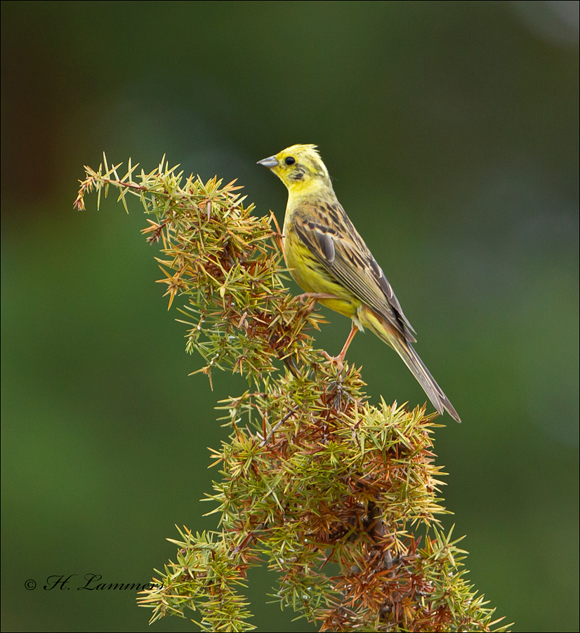 Yellowhammer - Geelgors -  Emberiza citrinella