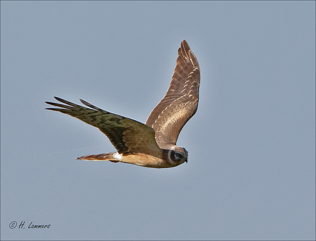 Pallid Harrier - Steppenkiekendief - Circus macrourus