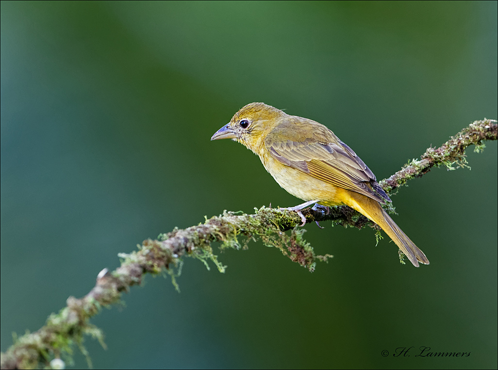 Summer tanager (female) - Zomertangare - Piranga rubra