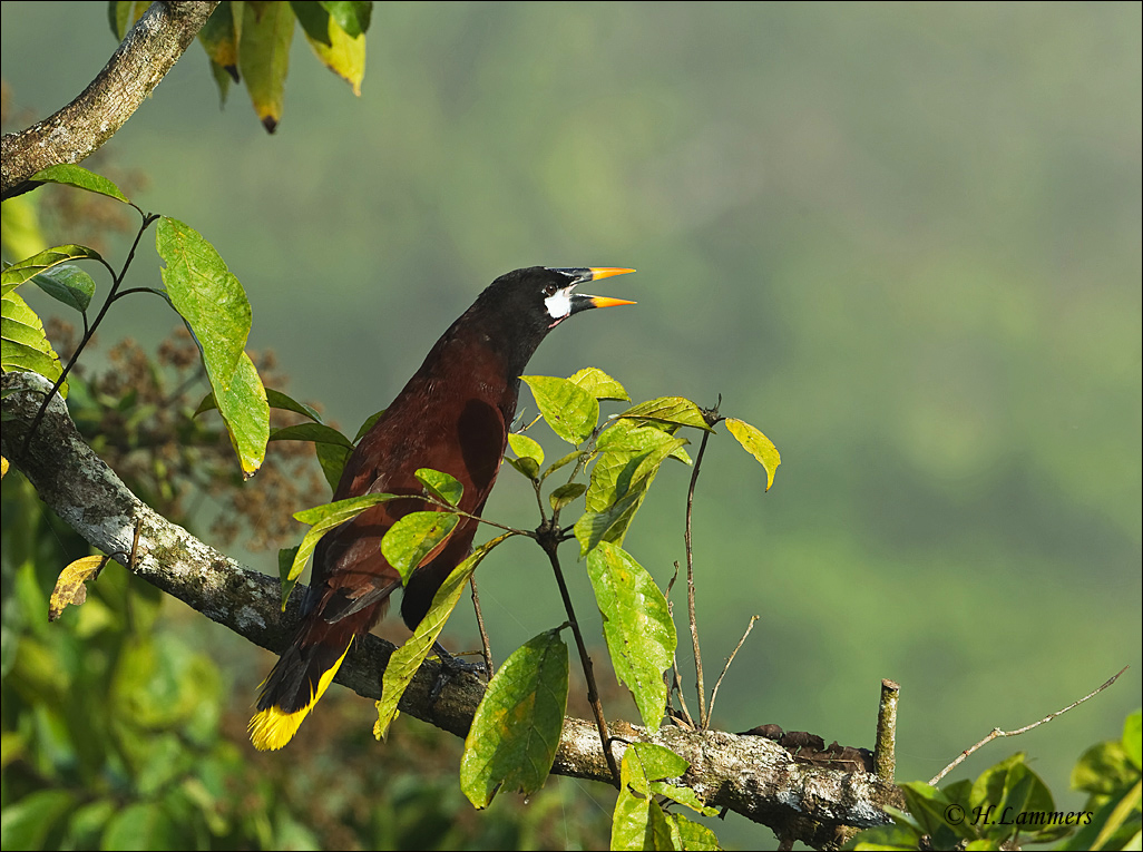 Montezuma oropendola -  Psarocolius montezuma