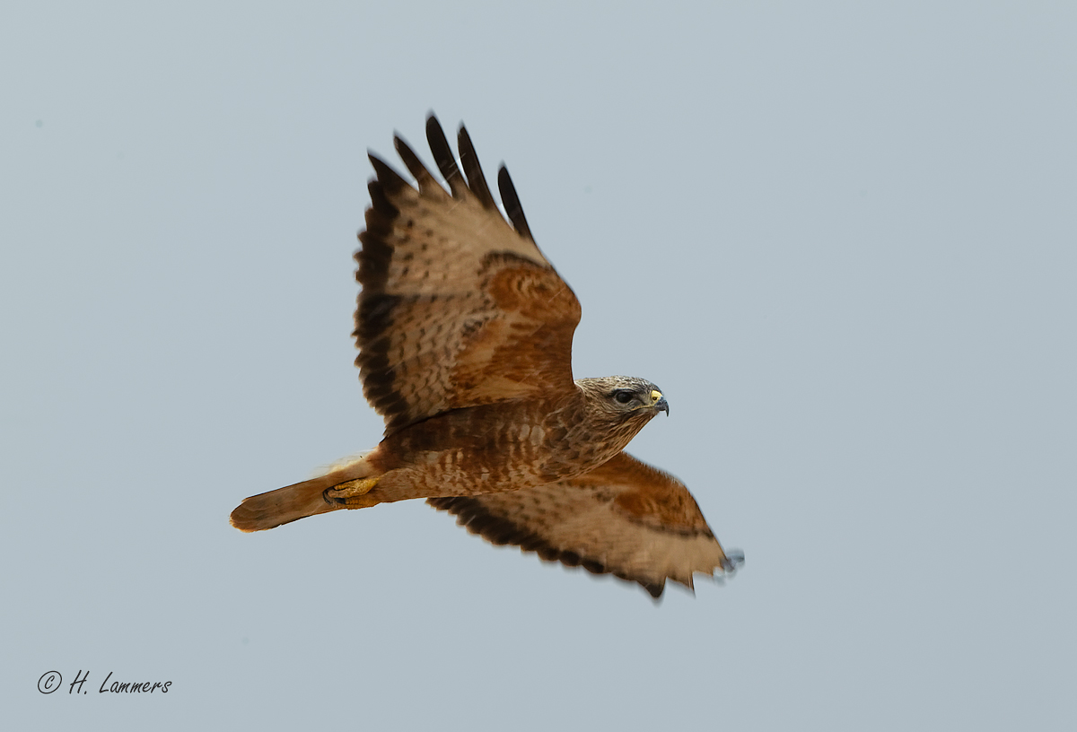 Steppe Buzzard - Steppebuizerd - Buteo buteo vulpinus 