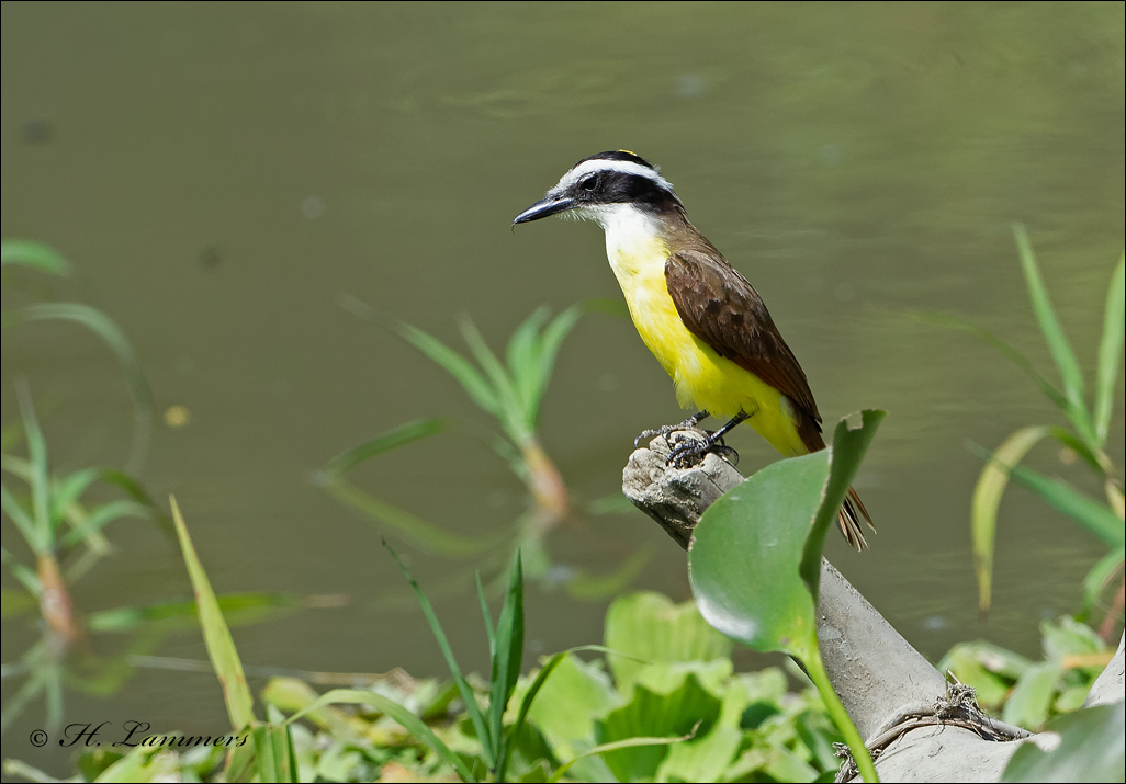 Great Kiskadee - Grote kiskadie - Pitangus sulphuratus