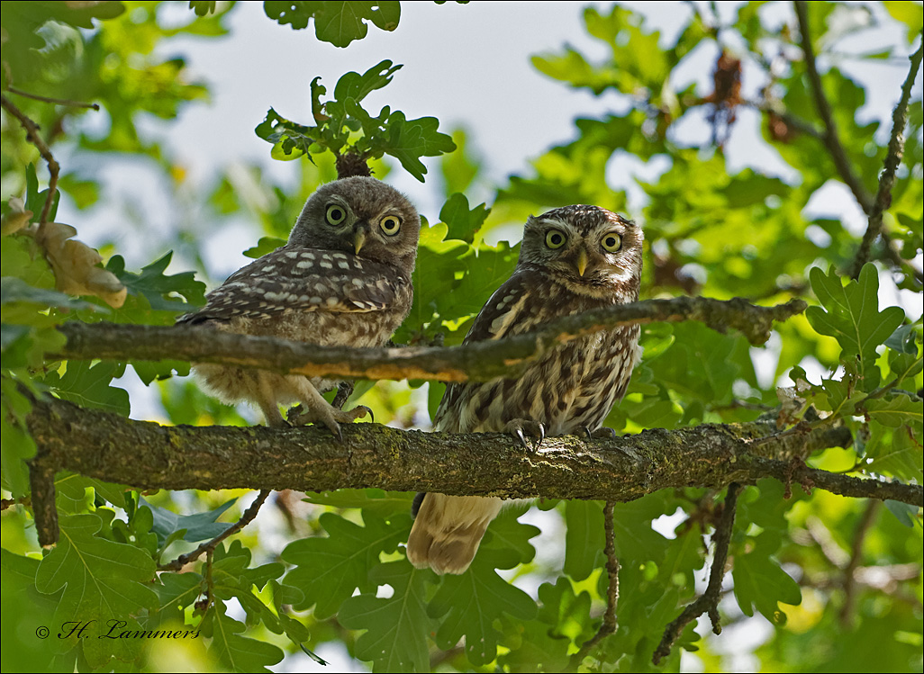 Little Owl - Steenuil - Athene noctua 