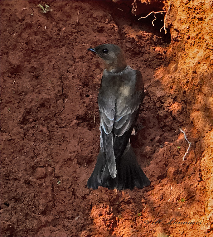 Southern Rough-Winged Swallow - Zuid-Amerikaanse ruwvleugelzwaluw
