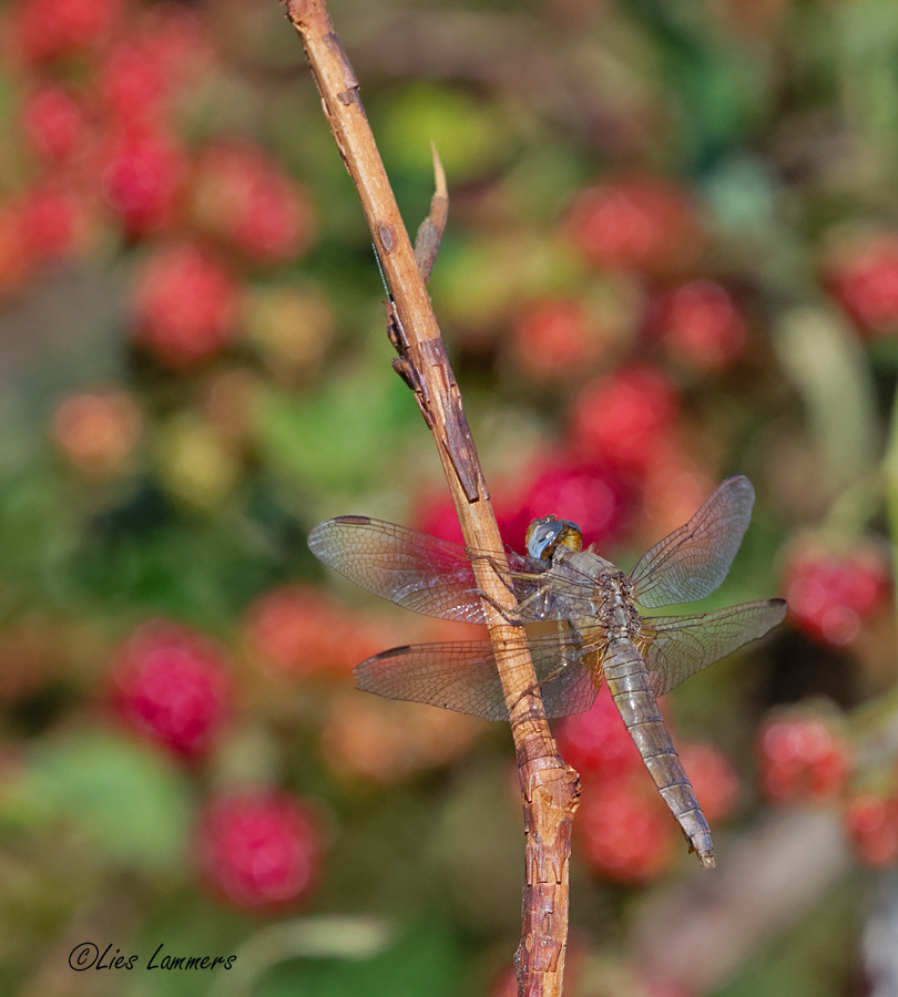 Scarlet Darter - Vuurlibel - Crocothemis erythraea