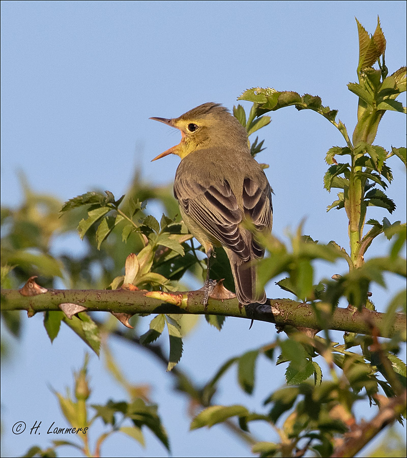 Icterine warbler    Spotvogel - Hippolais icterina