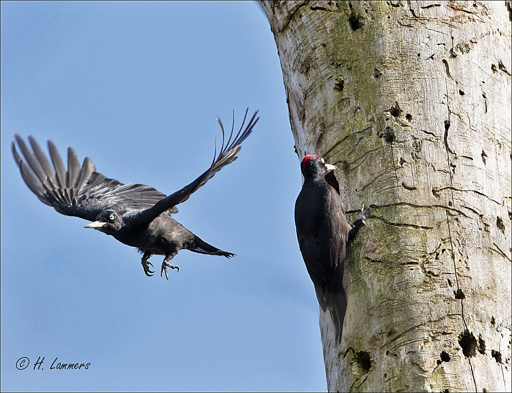 Black woodpecker ( Male Female ) -   Zwarte Specht  - Dryocopus martius