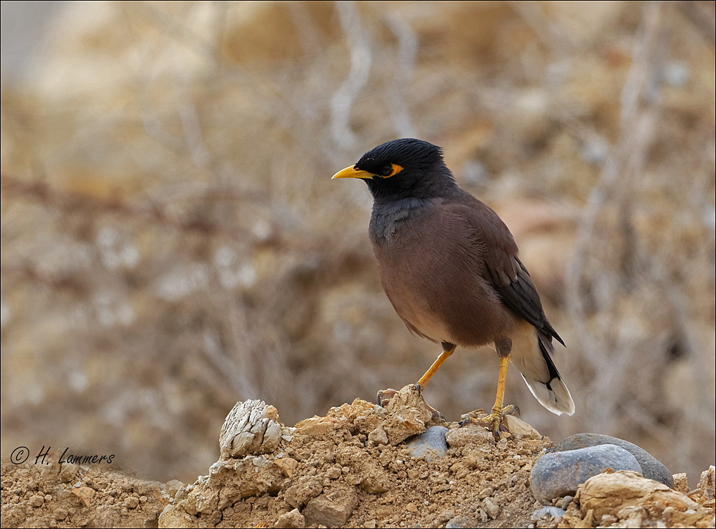 Common Myna - Treurmaina - Acridotheres tristis