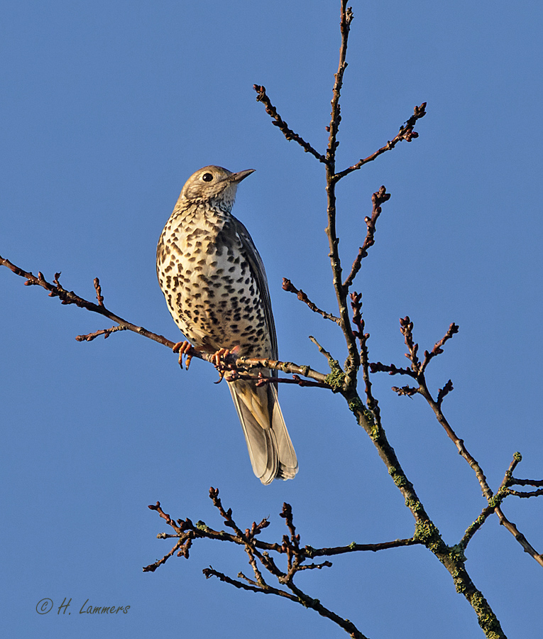  Mistle thrush - Grote Lijster - turdus viscivorus