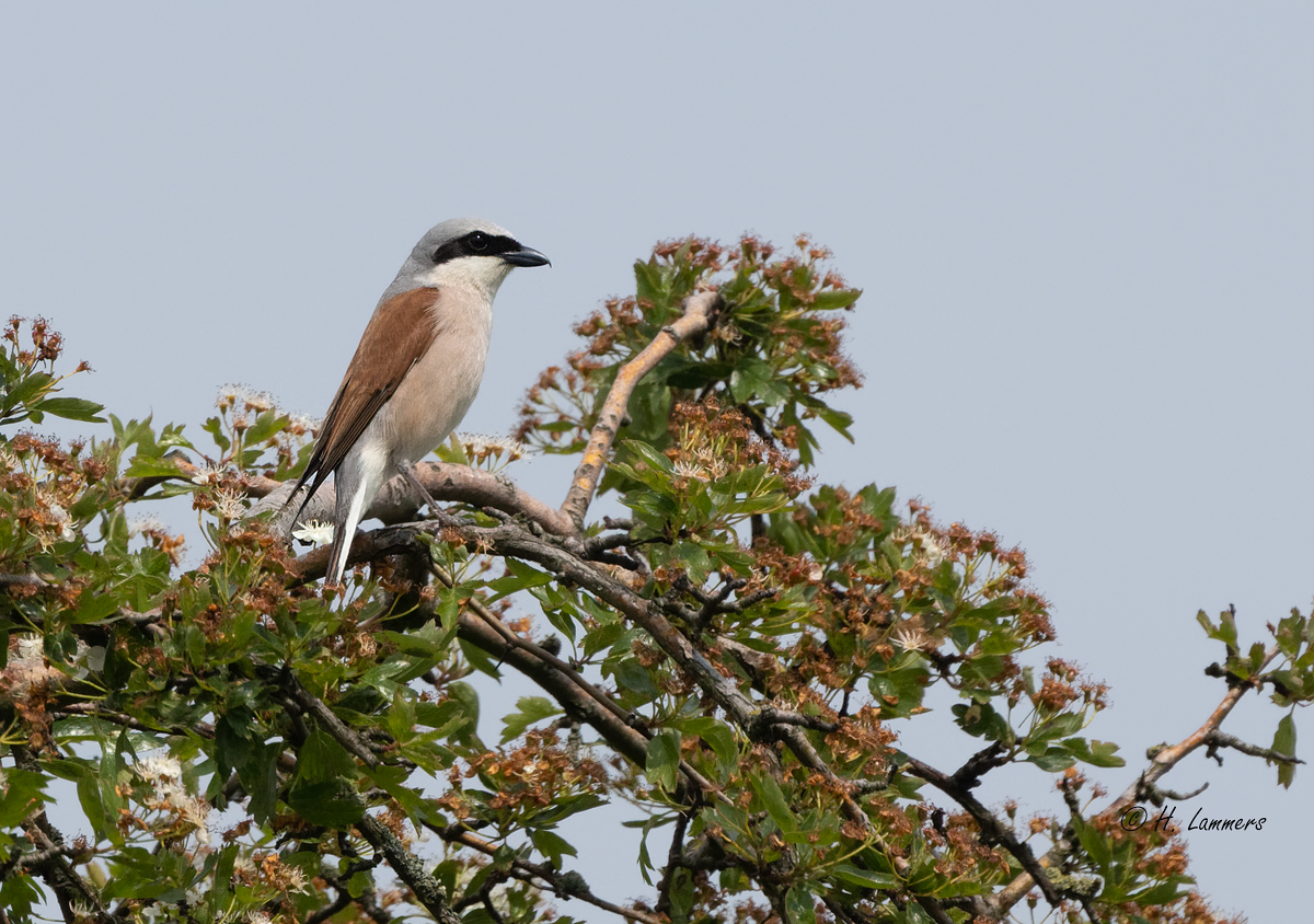  Red-backed shrike -  Grauwe klauwier - lanius collurio