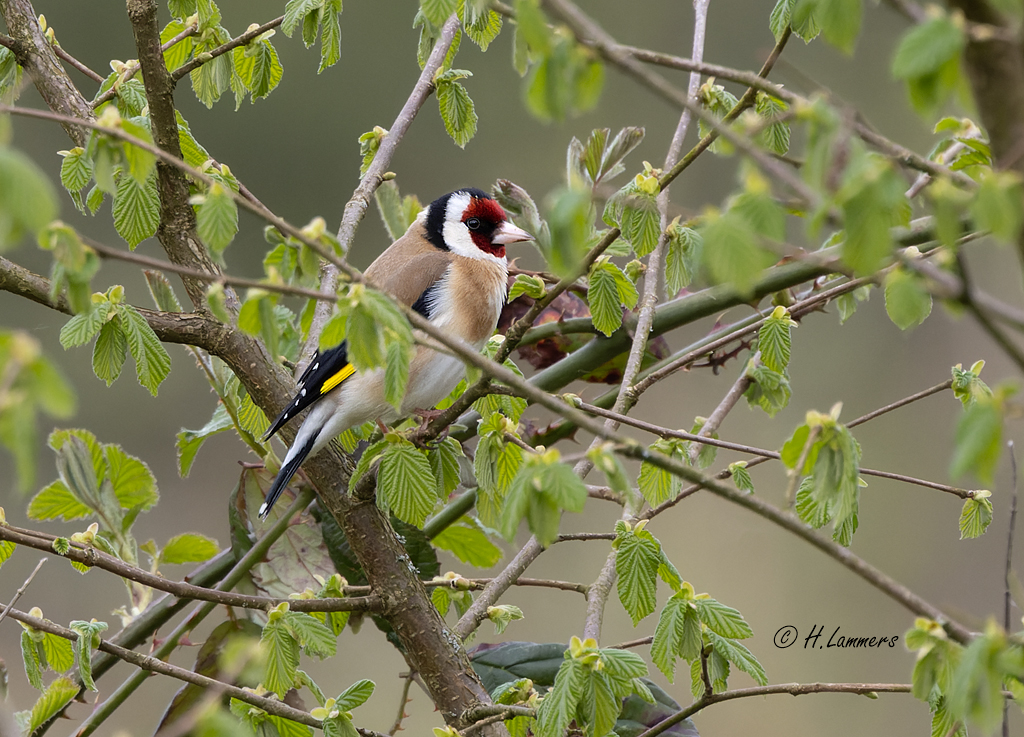  European goldfinch -  Putter - carduelis carduelis