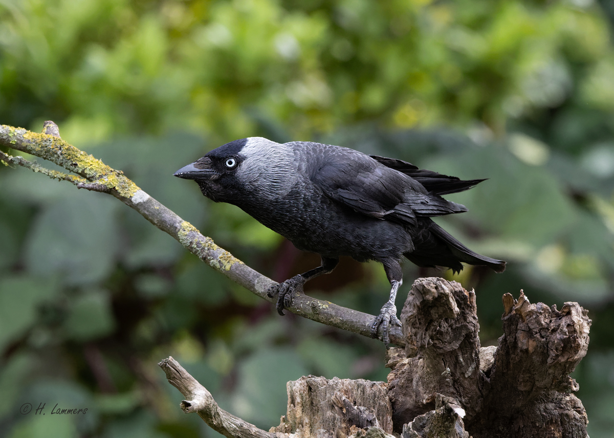  Western jackdaw - Kauw - Corvus monedula 