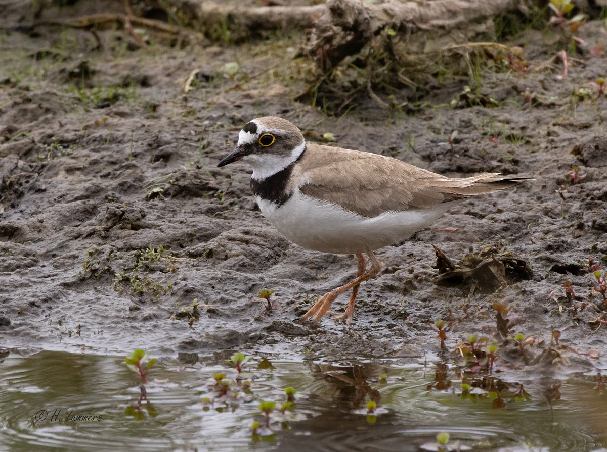  Little ringed plover -  Kleine Plevier - Charadrius dubius