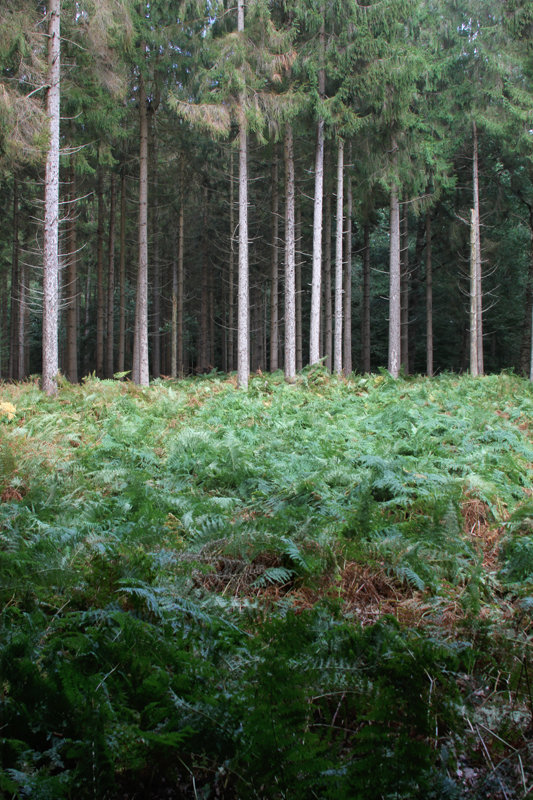 Forest, Drenthe